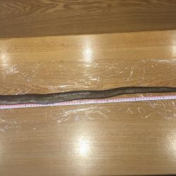 80㎝のアナゴ