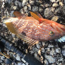 ネリゴがいない..