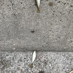 イワシフィーバー