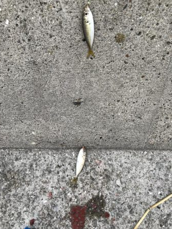 イワシフィーバー