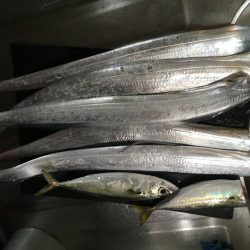 カタクチボール大量