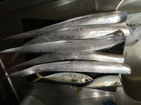 カタクチボール大量