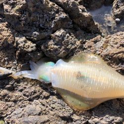 帰省釣行(津奈木町)最終日