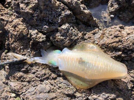 帰省釣行(津奈木町)最終日