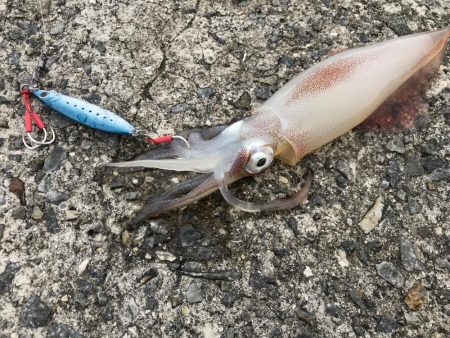 朝一の30分だけ、、