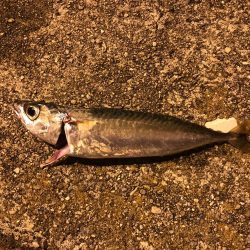 今日も行ってきました！