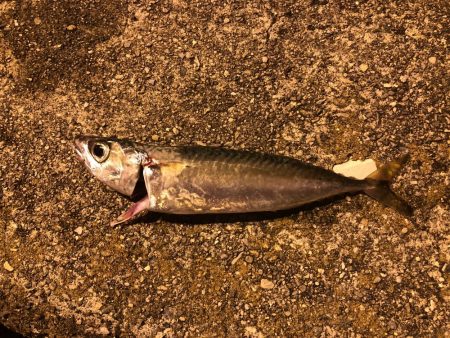 今日も行ってきました！