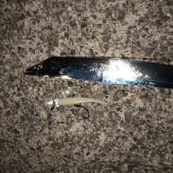 タチウオワインド