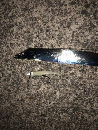 タチウオワインド