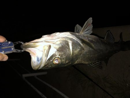 夜な夜なシーバス