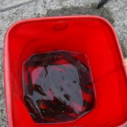 虫ヘッドでハゼ