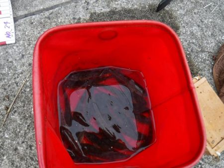 虫ヘッドでハゼ