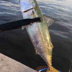 初サゴシ&タチウオ