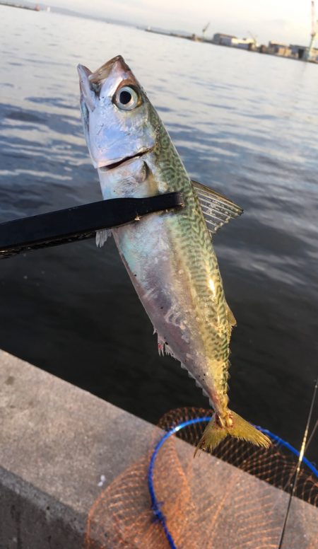 初サゴシ&タチウオ