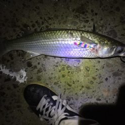 ライトタックルシーバス！のはずが！