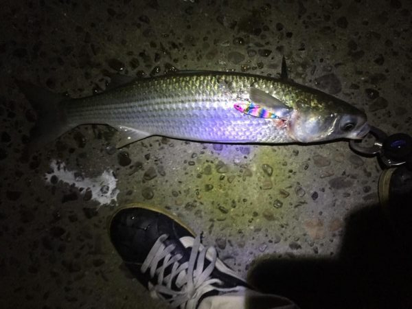 ライトタックルシーバス！のはずが！