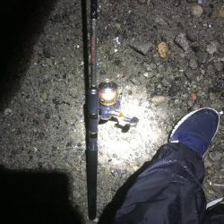 マイポイントタチウオ調査