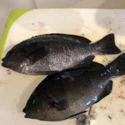 サビキからの‥