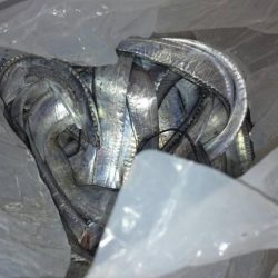 刀狩り＜爆釣＞