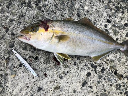 朝マズメのショアジギング