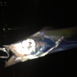 小島漁港タチウオ調査。魚影は濃いものの苦戦(＞＜)