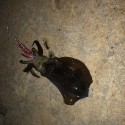 今年初のエギング