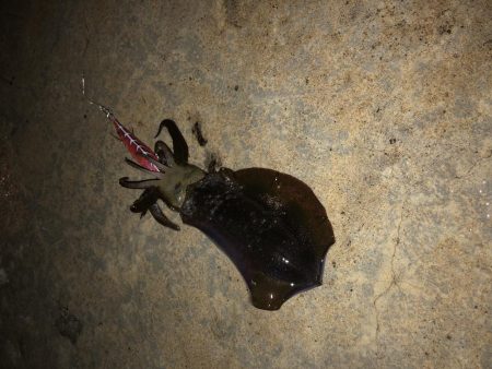 今年初のエギング