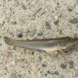 これからですねー！