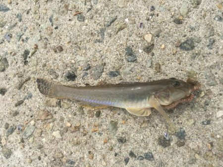 これからですねー！