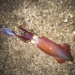 タチウオは撃沈でしたが・・・・。