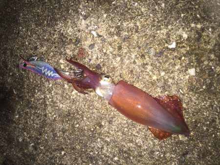 タチウオは撃沈でしたが・・・・。