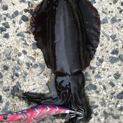 残暑厳しいエギング