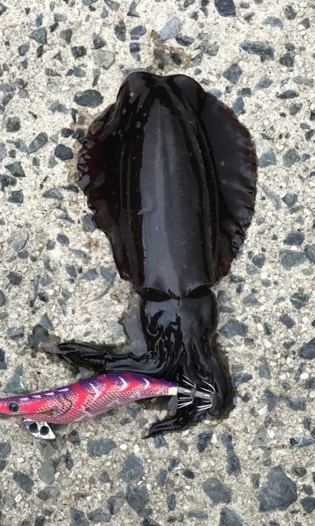 残暑厳しいエギング