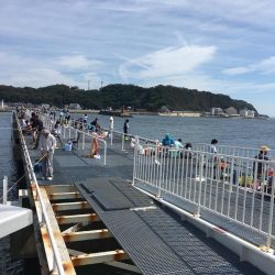 トウゴロウ祭り、青物も