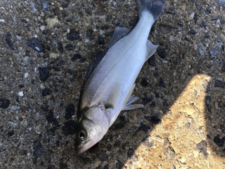 今年初シーバス