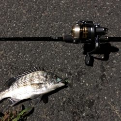 久々のアジングで