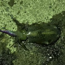 帰りの一時間で！