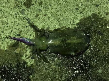 帰りの一時間で！