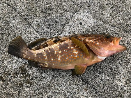 イカは釣れないがいっぱい釣れた！