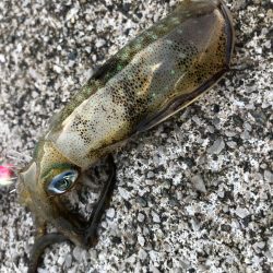 ショアジギ、時々エギング