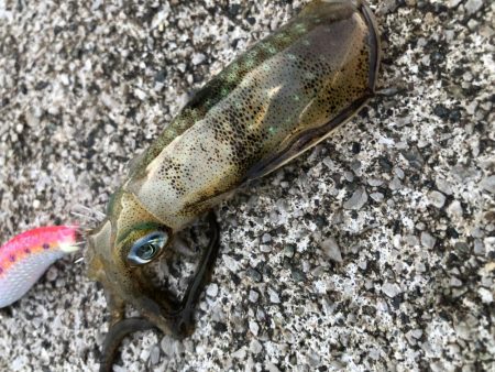 ショアジギ、時々エギング