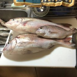 フィッシング隼さんカセ釣りにて