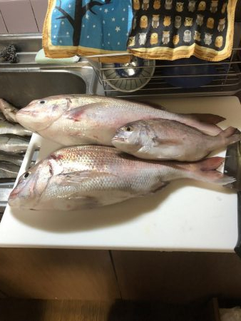 フィッシング隼さんカセ釣りにて