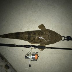 マゴチ60オーバー