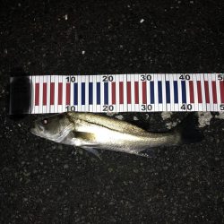 お一人様シーバス釣行