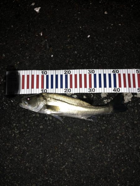 お一人様シーバス釣行