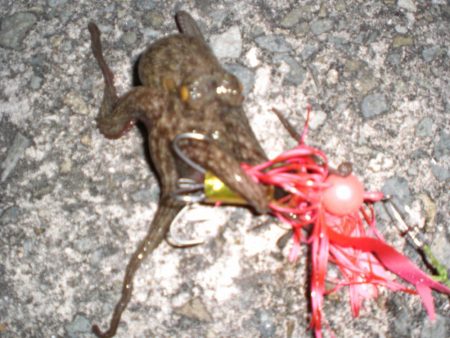 久しぶりのタコ