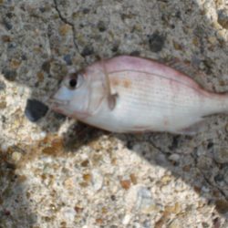 台風・雨後、ガシラがいない