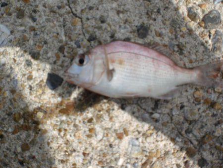 台風・雨後、ガシラがいない