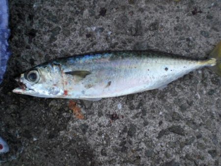 異常発生太刀魚？